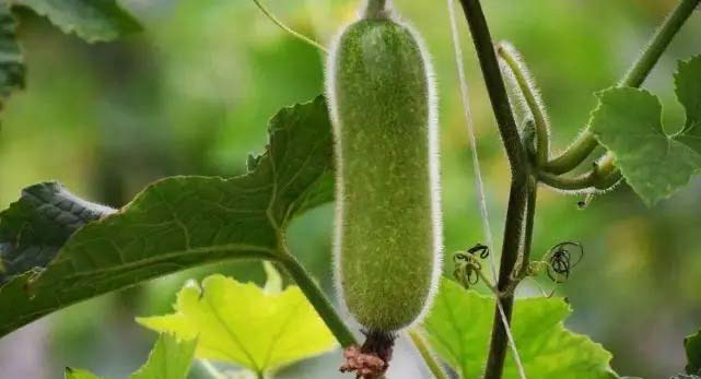 同城蔬菜配送平臺哪個公司好 選對省心又新鮮