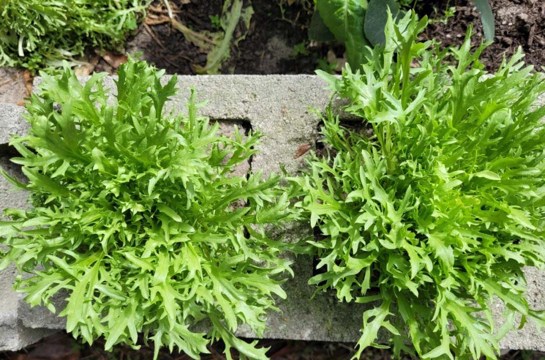 靠譜的蔬菜配送供應(yīng)商怎么送貨：高效直達，新鮮到家！