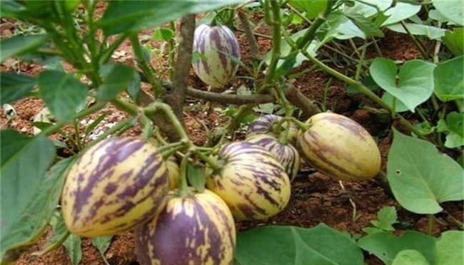 靠譜的蔬菜配送供應(yīng)商哪個好 選擇困難？