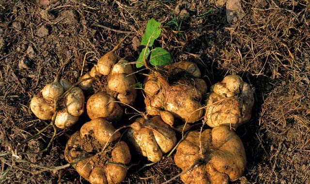 靠譜的蔬菜配送服務，新鮮直達，省心又方便