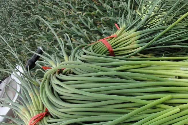 深圳蔬菜配送食堂呢 價格優惠配送快