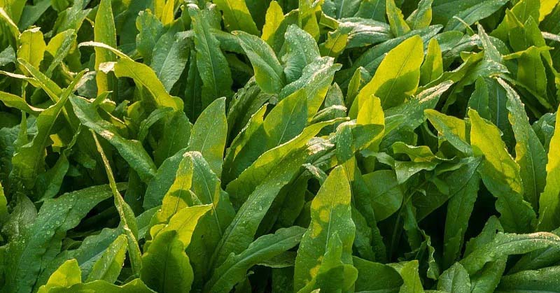 深圳蔬菜配送平臺哪里有 高效便捷